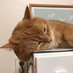 小光头山口诚吃雪糕
